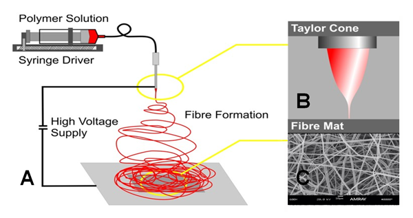Figure 1. (A & B) Schematic of electrospinning procedure; © SEM image of electrospun polymeric scaffold.